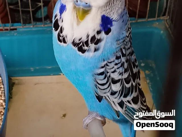 عصافير حب انجليزي
