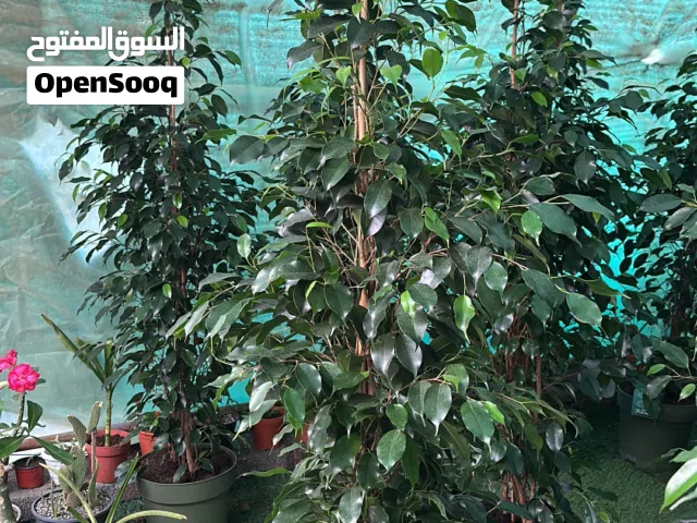 Ficus Benjamin