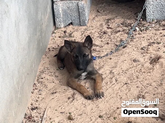 كلب مالينوا العمر 1ونص