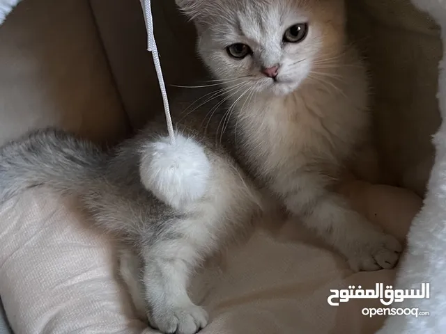 قطه سكوتش فولد للبيع العمر شهرين انثى السعر قابل للمفاوضه التواصل خاص فقط ممنوع الاتصال