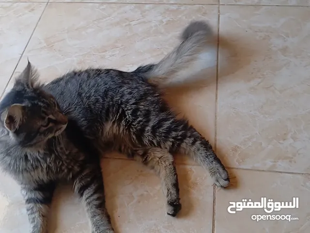 قطط للتبني