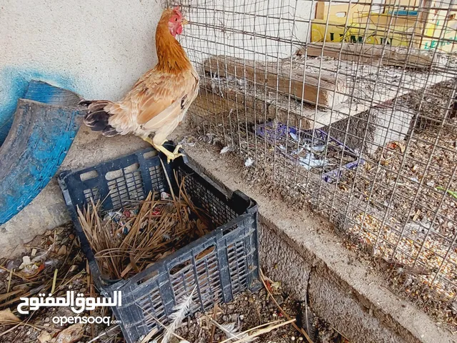 دجاج ثنين للبيع بياضات