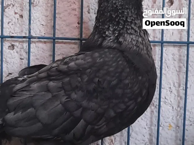 فحلين وطيرتين