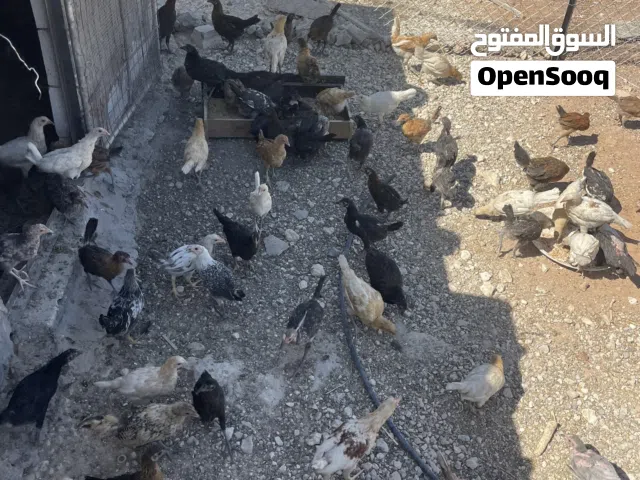 فرخات وديوك جاج بلدي