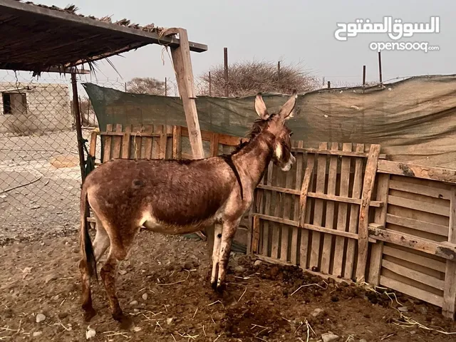 حماره هي والدها حماره طبيع تعال وركب