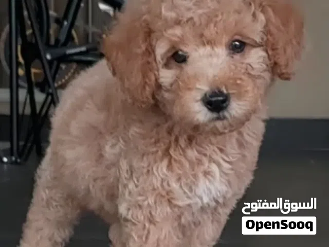 POODLE PUPPY