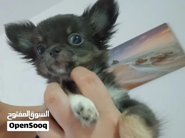Exotic longhair chihuahua boy