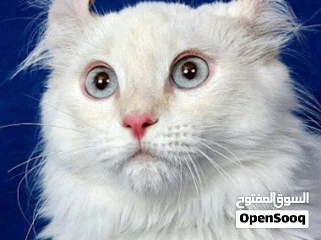 القطط النوادر اقرا الوص