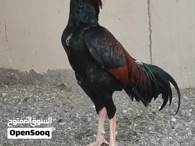 للبيع زوج باكستاني