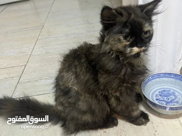 قطه للتبني عمر 3 شهور