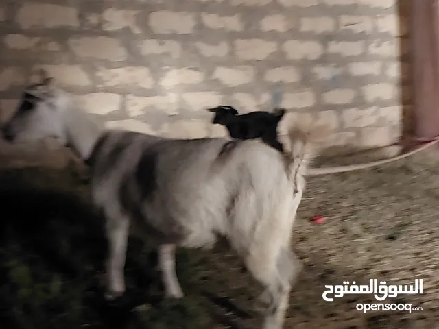 ثنية كردية تحتها عناق عمرها شهر