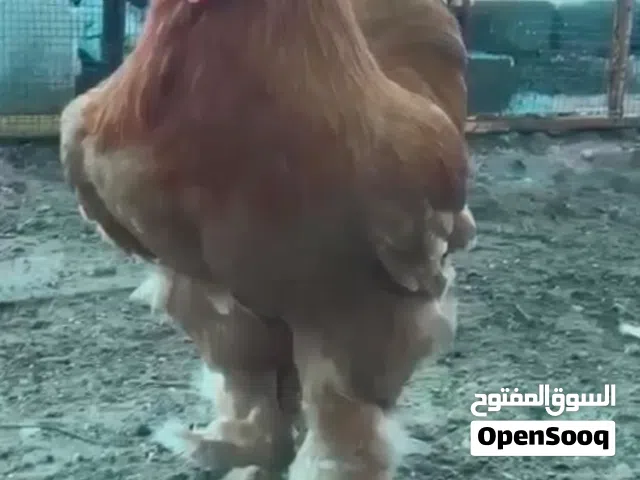 للبیع طیور البری و زینة  حجل و  فزن