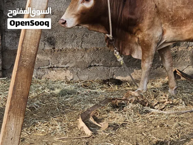 ثور محلي للبيع