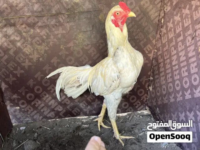 ديك للبيع فقط غير قابل