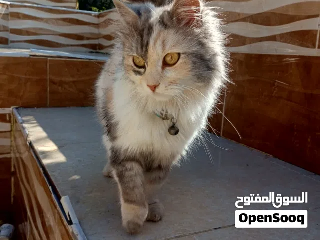 قطط شيرازي للبيع بسعر مغري جدا 8دنناير