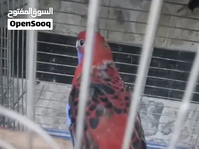 جوز روزيلا