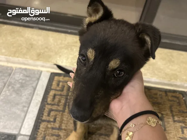 mix german shepherd and rottweiler 4 months old جرمن تشبير مكس روت ويلير العمر أربع شهور