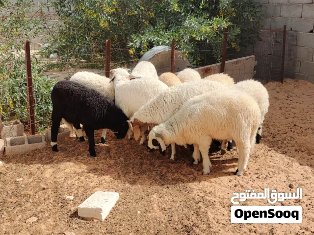 بسم الله  توكلنا على الله  9 خرفان  خاليات من العيوب أعمارهم 6 شهور للبيع