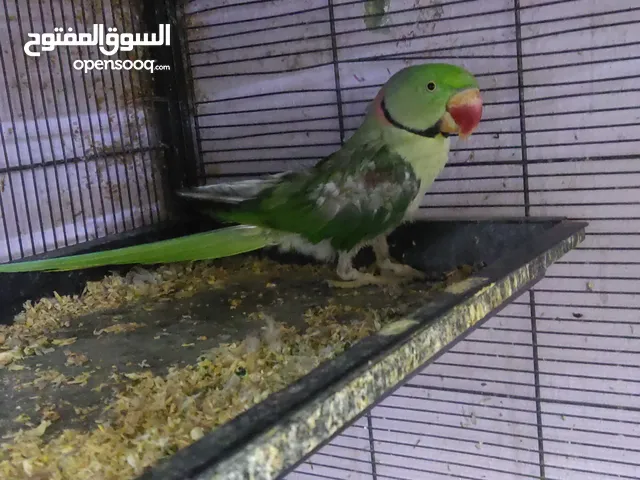 متو نيبالي منتج