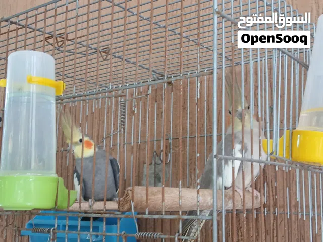 كوبيه كوكتيل ربي يبارك منتج مضمونه اقرا الوصف وصلي علي نبي اللهم صلي وسلم وبارك علي سيدنا محمد