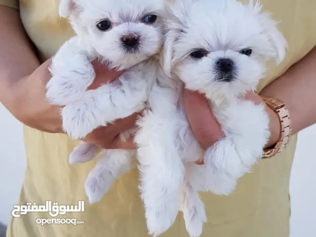 Beautiful White, Lovely and Adorable Purebred Maltese Puppies Available