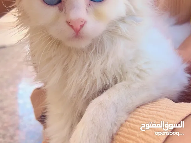 قطه شيرازيه العمر 3 شهور تقريبا