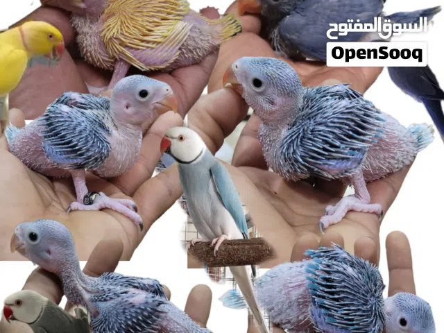 الدره المطوقه_متو