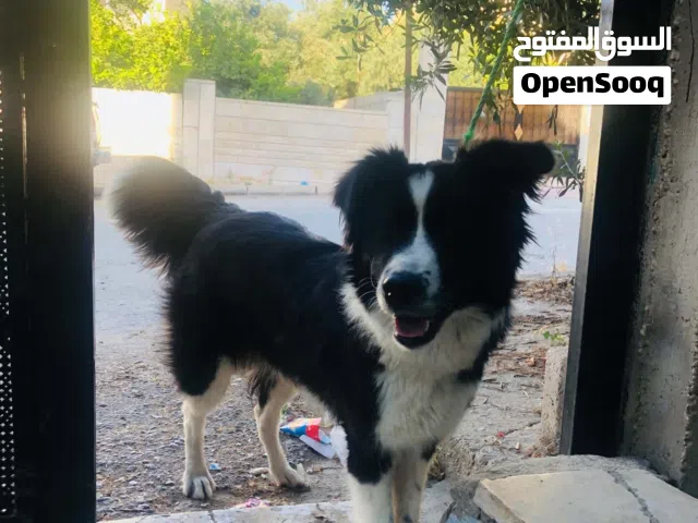 كلبه أنثى نوعها ألمانيه للبيع ماشالله عليها بتجنن عل واقع احلا بكثير