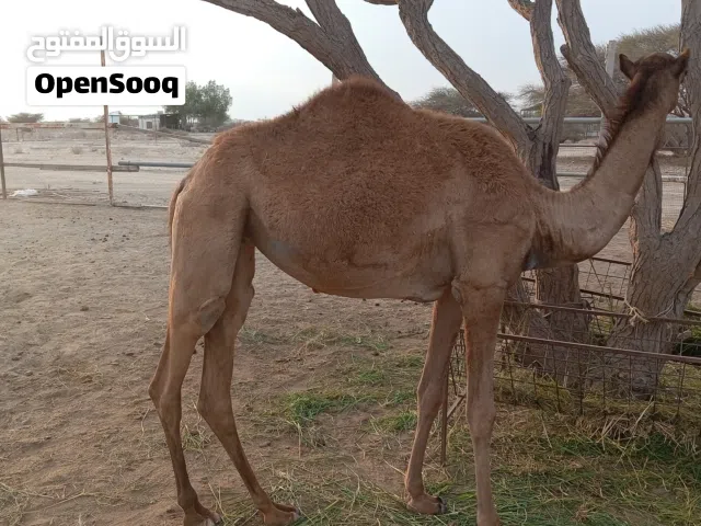 بكره العمر سنتين فول سمين للبيع تصلح للنحر َاو التربيه