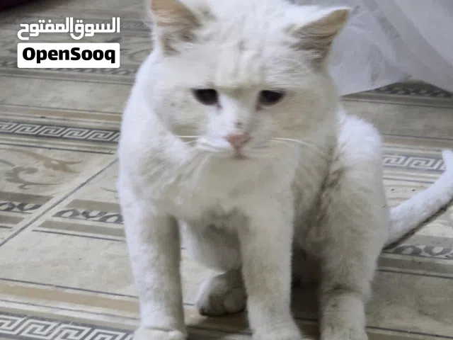 Cat for adoption