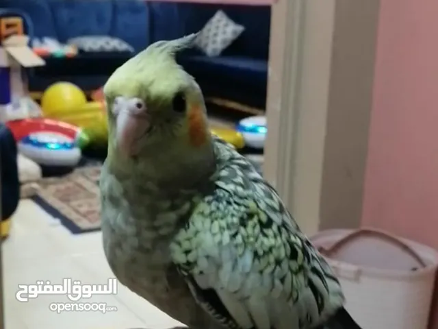 للبيع كوكتيل اليف و مطيع