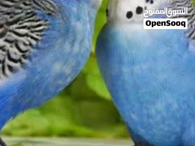 جوزين طيور حب للبيييييع