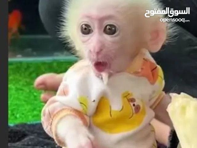 beautiful and well trained monkeys for adoption