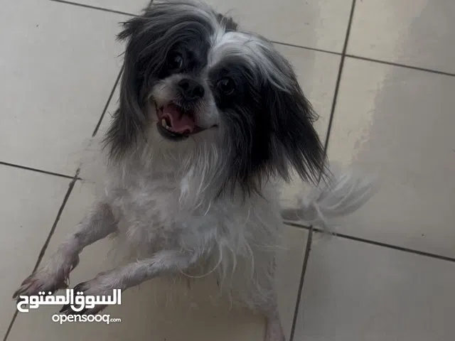 شيتزو عمر سنه لعوب ومحب للأطفال