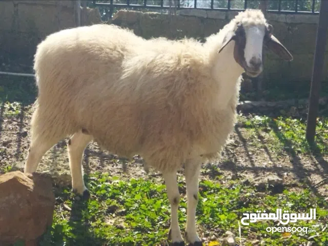 نعجه عساف...