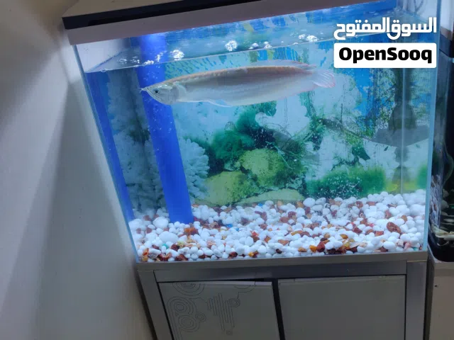 Arwona with aquarium