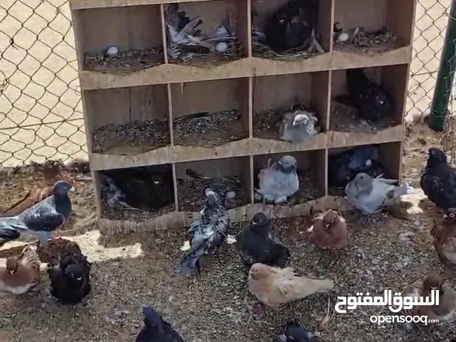 طيور كشكي جمعي مختلف الالوان والأحجام والتفتيل