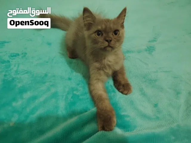 أنثى بريتش لعمر 55 يوم في صحه جيده