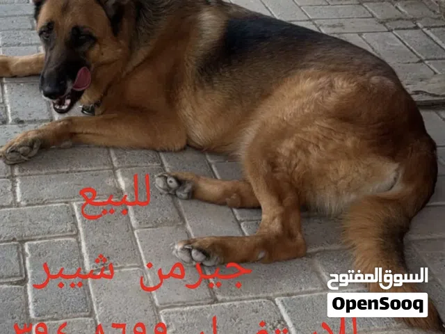 جيرمن شيبرد