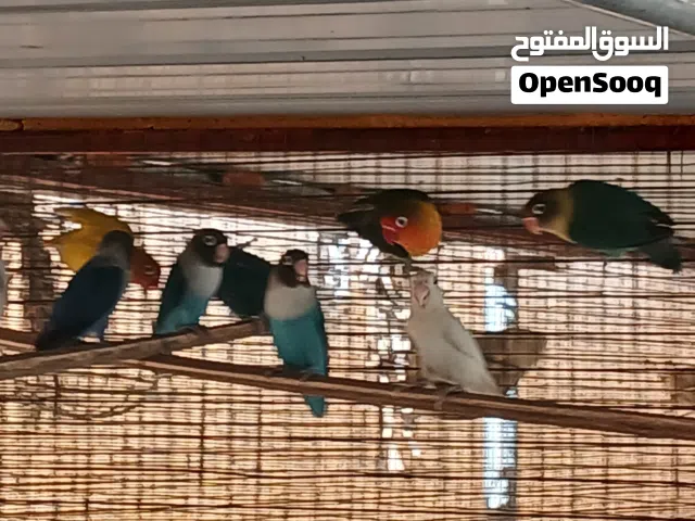 للبيع مجموعة فيشر محليات الوصف مهم تحت تابع التفاصيل