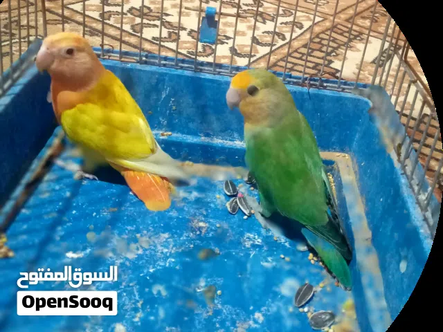 2026,2,13 طريق مطار