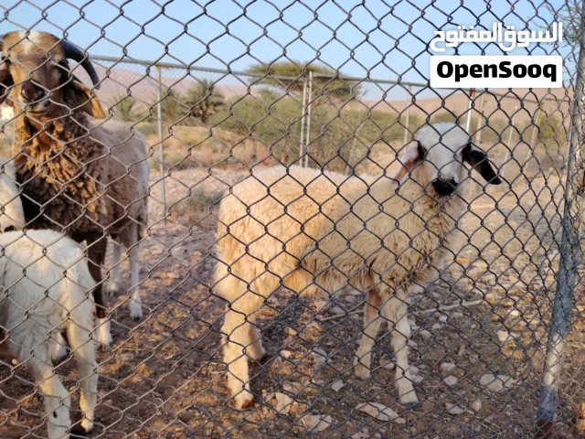 .جعد للبيع صنف مميز