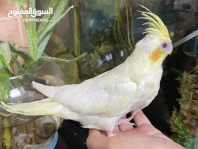 Hand feeding albino Lutino and Grey and whiteface Cockatiel chicks ready for a new owners