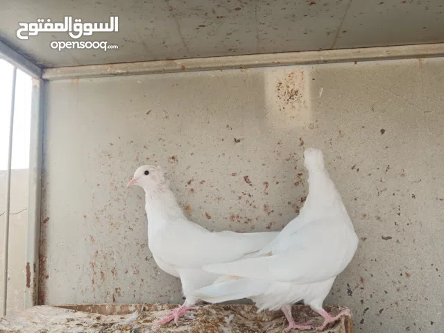 جوز حمام قطيفي غرانيق