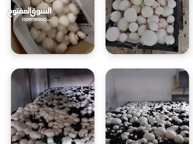 فطر اجاركيس الهولندي