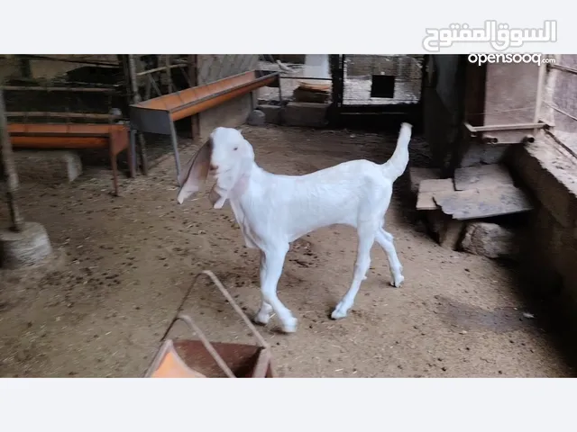 لبيع تيس باكستاني اصل