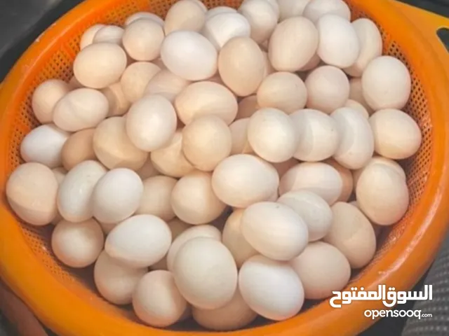 بيض عماني للبيع ممتاز