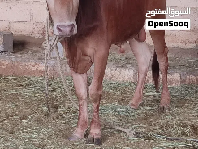 ثور محلي مطعوم
