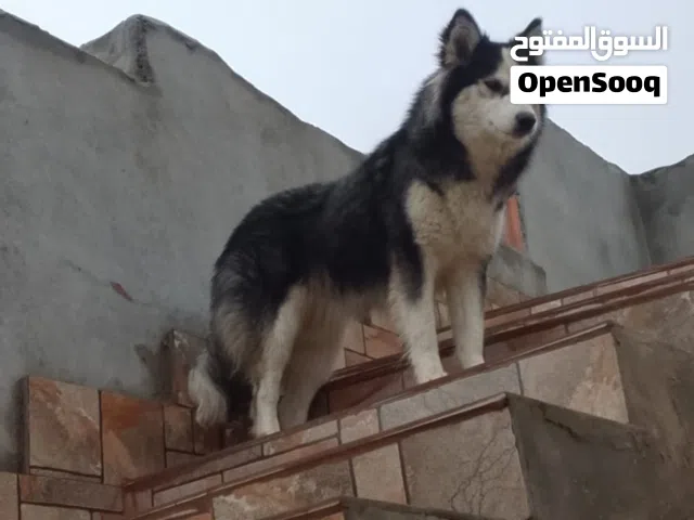 وينه لي يدور في الهاسكي كلبه ربي يبارك جوها مليح ناشطه و ع تقرزينه