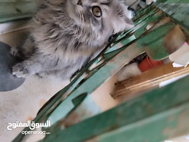 كيتين للبيع